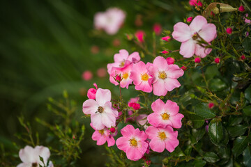 Beautiful bush of pink rose hips in the park