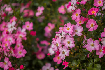 Fototapeta na wymiar Beautiful bush of pink rose hips in the park