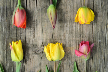 Six brightly colored tulips lie opposite one another on an old wooden board and form a background