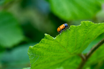 A ladybug on a leaf
