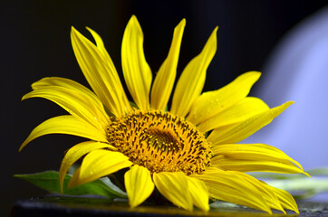 Sunflower close-up. Side view of Bright Blooming Sunflower. Beautiful flower in the garden. Sunflower field landscape. Sunflower Seeds and Oil. High-quality Shallow Focus photo.