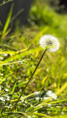 dandelion on grass