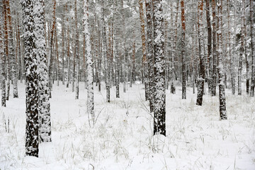 winter in forest