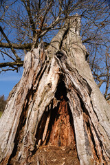 Fototapeta na wymiar Old Zejcar chestnut trees in Skofja Loka