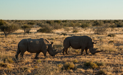 two white rhinos with large horns grazing in sunset light in namibia private game reserve