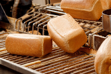 Square fresh bread move on conveyor automatic production line bakery after stone oven