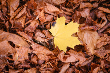 Yellow maple leaf on brown leaves