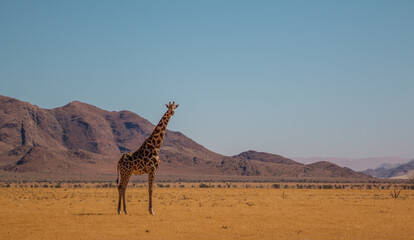 lone giraffe standing in typcial namibian landscape in close tu sossusvlei during selfdrive april 2021 © Miguel