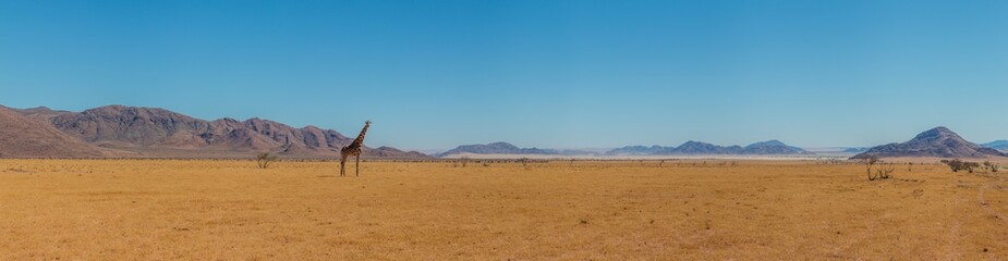 Fototapeta na wymiar lone giraffe standing in typcial namibian landscape in namib naukluft park during selfdrive april 2021