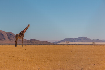 lone giraffe standing in typcial namibian landscape in namib naukluft park during selfdrive april 2021