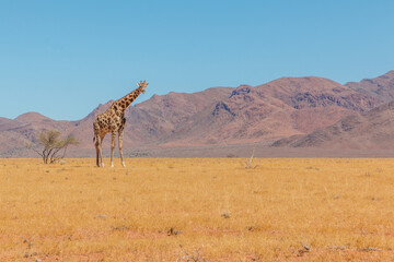lone giraffe standing in typcial namibian landscape in namib naukluft park during selfdrive april 2021