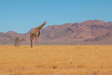 lone giraffe standing in typcial namibian landscape in namib naukluft park during selfdrive april 2021