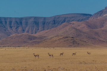 Fototapeta na wymiar group of springboks in typcial namibian landscape in namib naukluft park during selfdrive april 2021