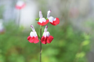 Hot lips sage (Salvia microphylla). Lamiaceae perennial plant.