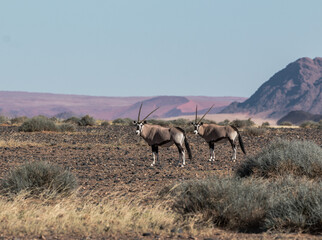 group of oryx in namibia in april 2021 sossusvlei typcial setting