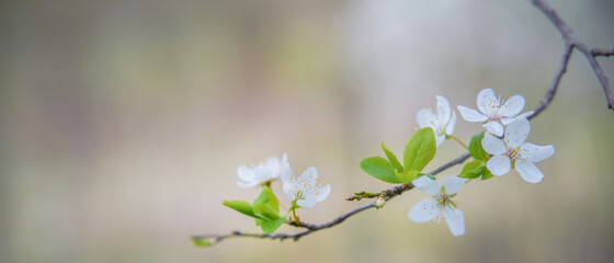 spring flowers on tree branches under the warm sun, soft focus blurry background