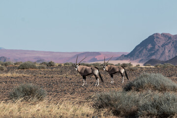 group of oryx in namibia in april 2021 sossusvlei typcial setting