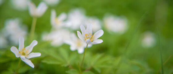 Fototapeta premium white flowers among greenery on a sunny day