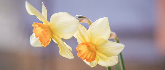 blooming daffodil under bright spring sun, close up blurry background