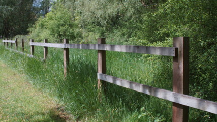Wood fence amongst overgrown nature