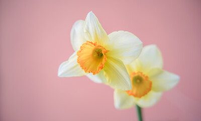 blooming daffodil under bright spring sun, close up blurry background