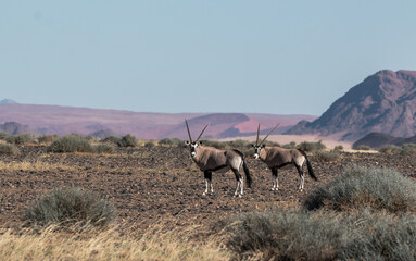 group of oryx in namibia in april 2021 sossusvlei typcial setting