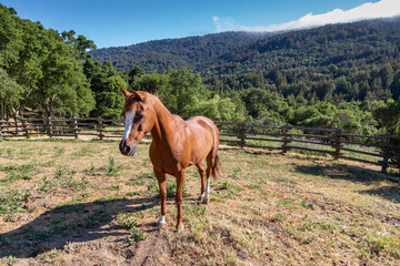 Beautiful Arabian Mare Horse in a Fenced Pasture Against Backdrop of Wooded Hills