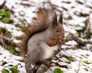 squirrel in the forest