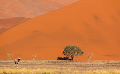Fototapeta na wymiar red dunes of sossusvlei during sunrise light with trees in foreground and sunny and shaded sided dune during self drive safari 2021