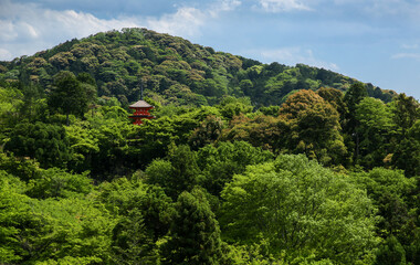 Lush green forest in Kyoto, Japan with a hidden red pagoda.