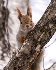 squirrel on tree