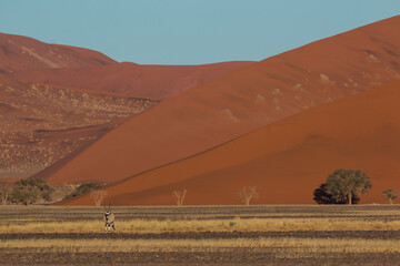 beautiful oryx antelope standing in front of red dunes in sossusvlei landscape 2021