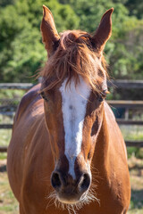 Head on Closeup of Arabian Mare Horse with White Face 