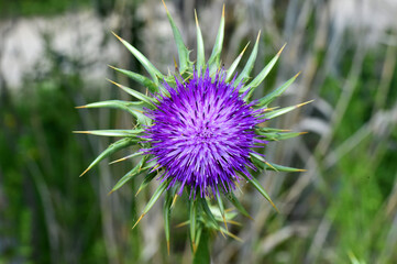 flor de cardo