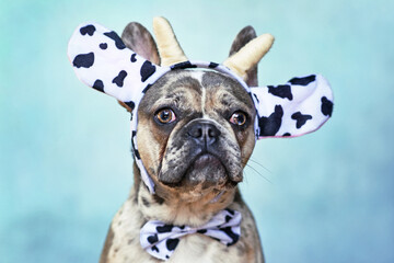 Merle colored French Bulldog dog wearing funny cow costume headband with bow tie in front of blue background