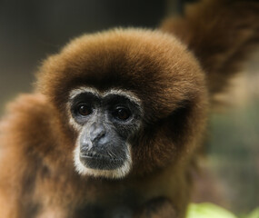 Gibbon Monkey photographed at Ueno Park Zoo, Tokyo, Japan