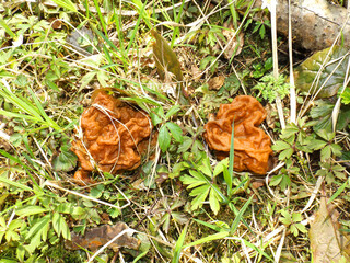 Two gyromitra gigas mushrooms in the grass