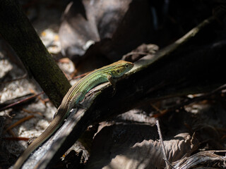 Blue tropical exotic lizard in a colombian beach in san andres	