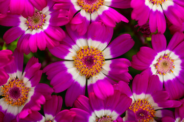 Species of flowering Cineraria, a herbaceous plant in the Asterceae family