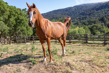 Arabian Horse Mare in a Fenced Pasture With a Backdrop of Wooded Hills