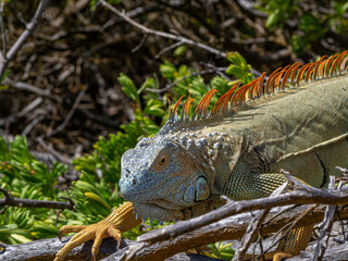 Angry upset iguana lizzard reptile in a beach in san andres colombia	