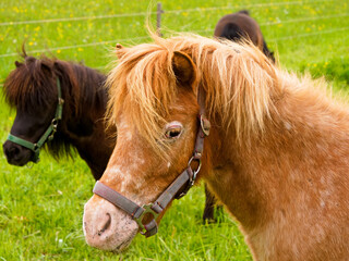 Pony im Portrait