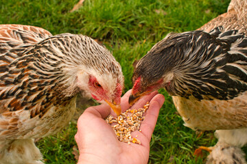  2 Brahma chickens eating out off my hand