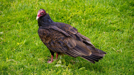 Brown Vulture
