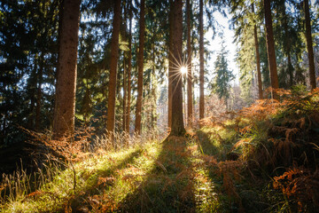 Sun star in the autumn forest
