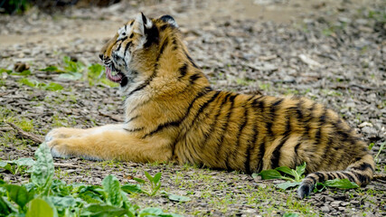 Tiger Cub