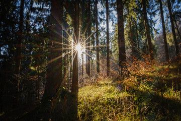 Sun star in the autumn forest