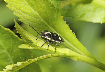 piccola cimice bianconera (Eurydema oleracea)