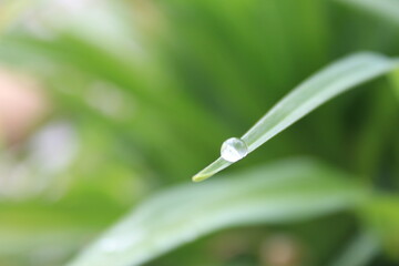 drop of dew on the grass