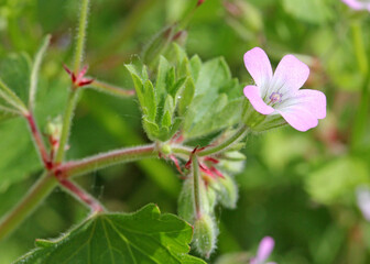 fiorellino rosato di geranio a foglie rotonde (Geranium rotundifolium)